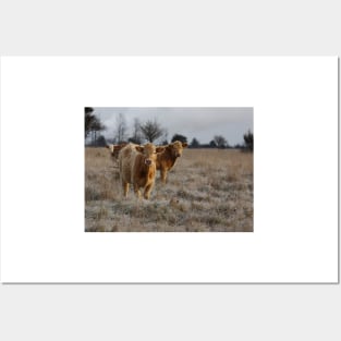 Cows in a farm field Posters and Art